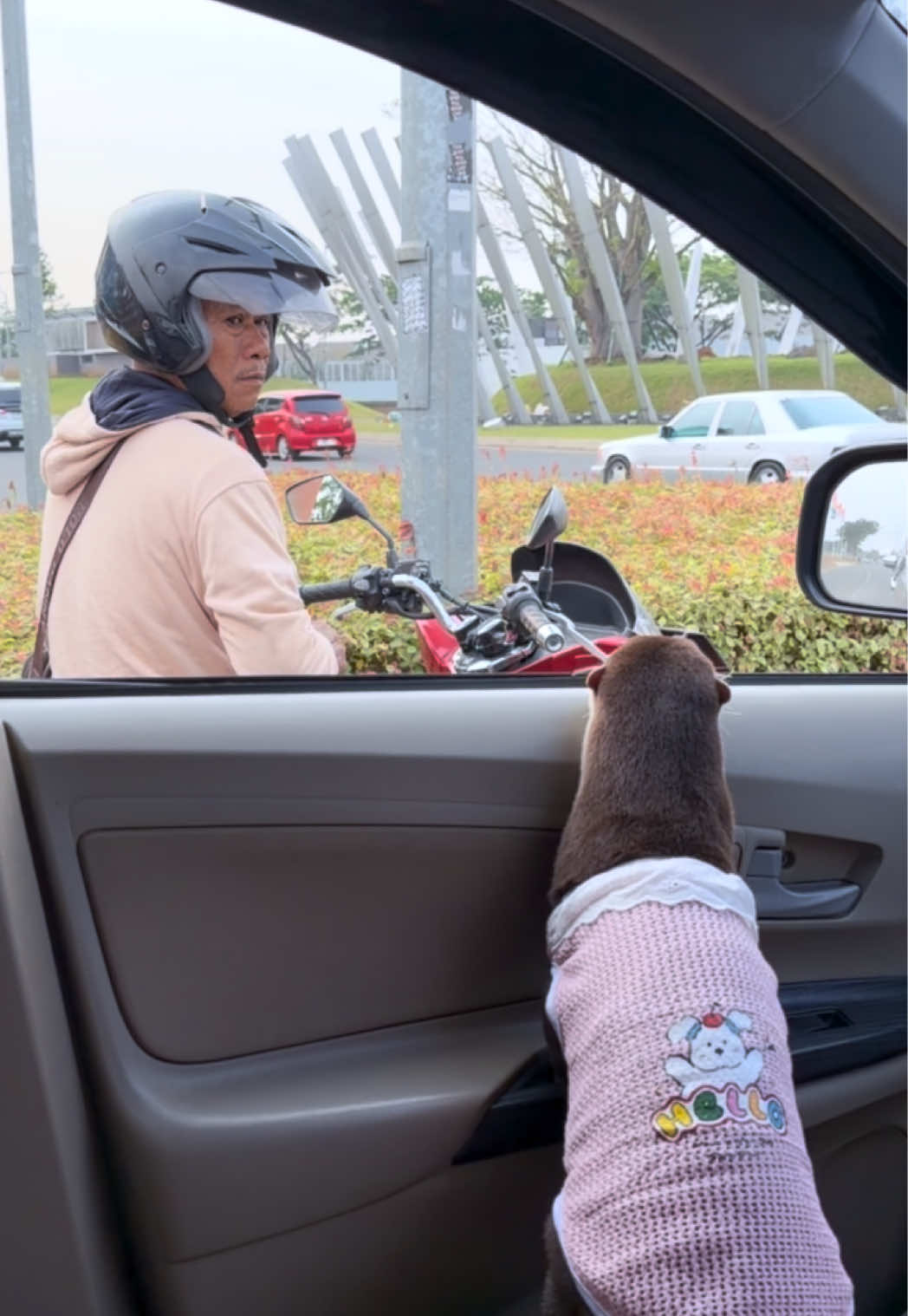 Degen the otter in a pink knit sweater looking out of a car window at an older scooter rider