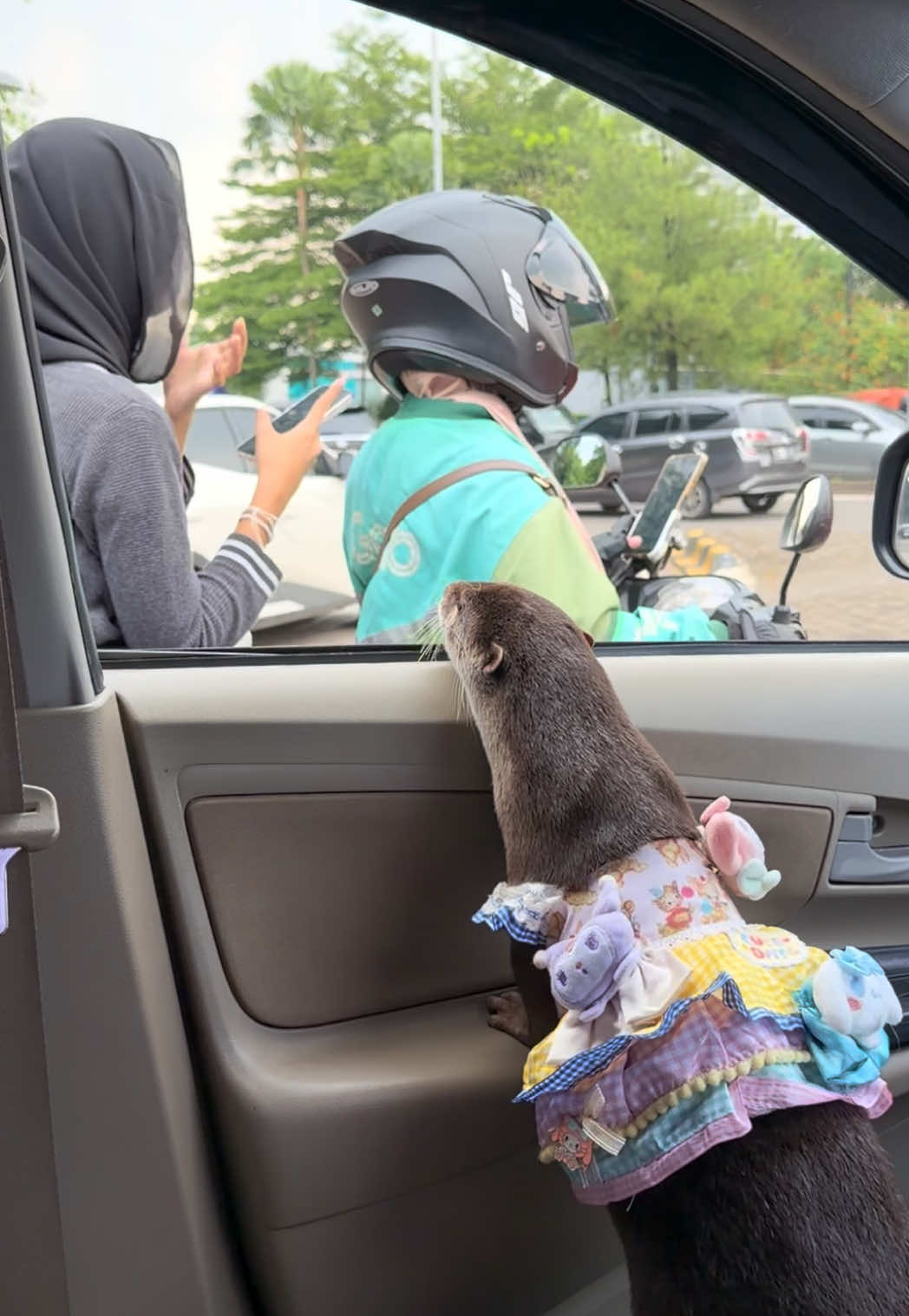 Degen the otter in a colourful ruffled dress looking out of a car window at two people on a scooter