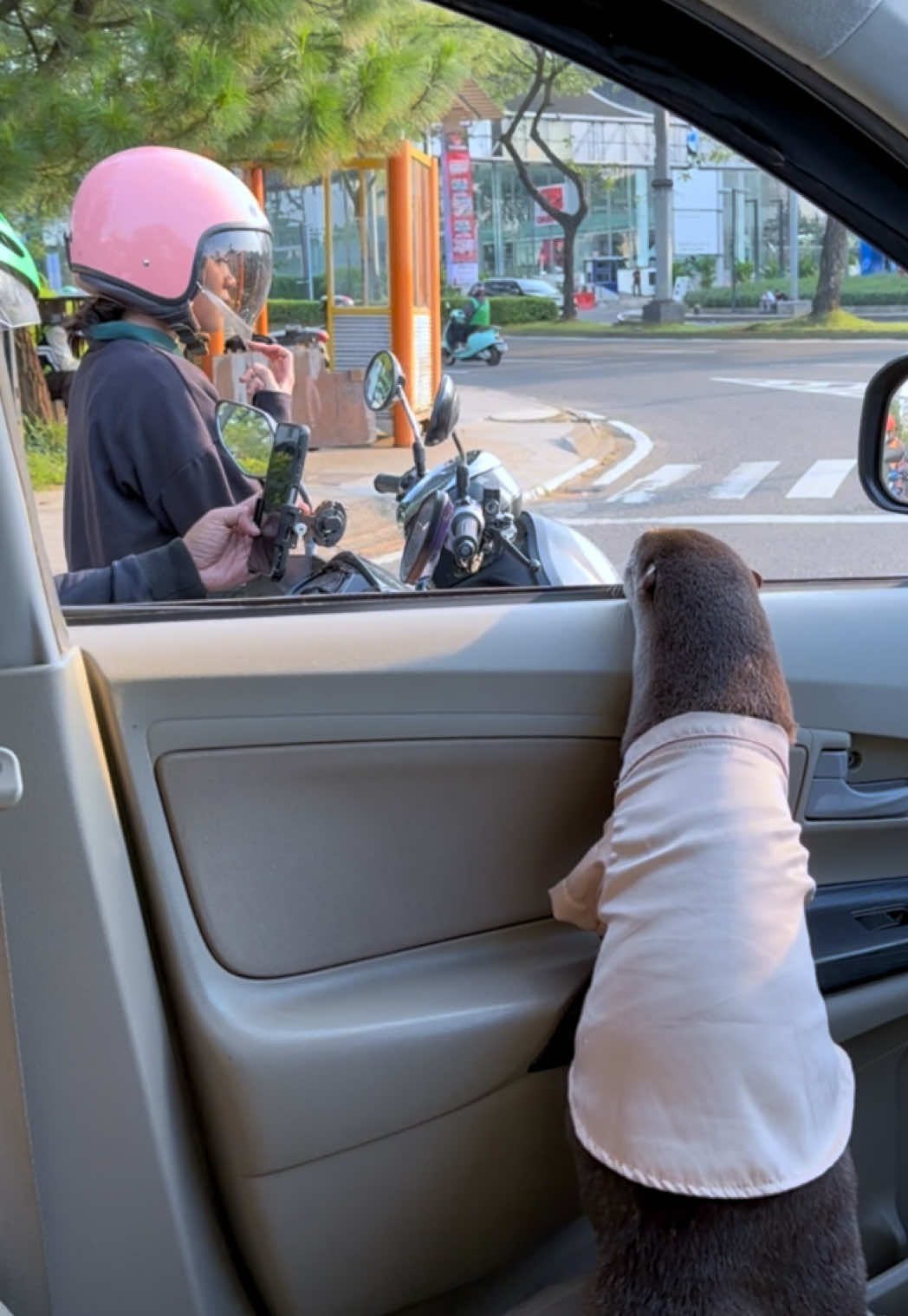Degen the otter in a peach t-shirt looking out of a car window at a person in a pink helmet