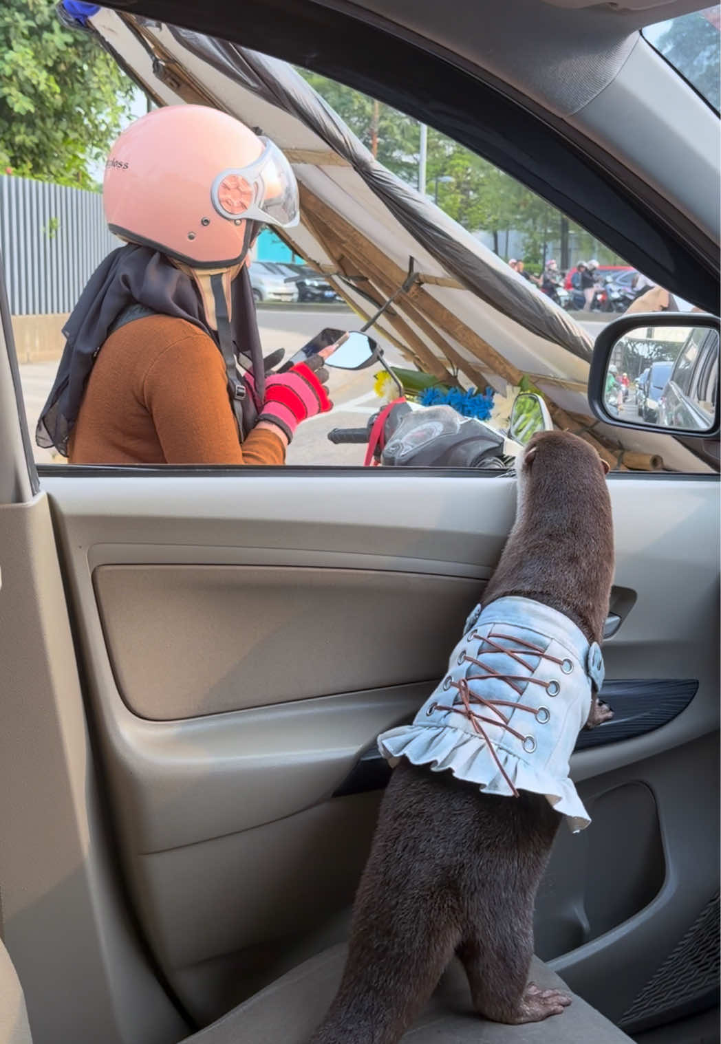 Degen the otter in a white lace-up top looking out of a car window at a scooter rider